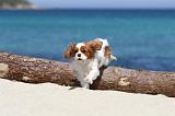 CAVALIER KING CHARLES 127